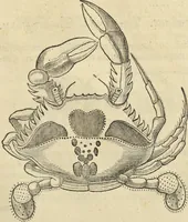 An illustration from Historia naturalis Brasiliae, : auspicio et beneficio illustriss. I. Mauritii Com. Nassau ... adornata : in qua non tantum plantæ et animalia, sed et indigenarum morbi, ingenia et mores describuntur et iconibus supra quingentas illustrantur (1648)