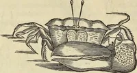 An illustration from Historia naturalis Brasiliae, : auspicio et beneficio illustriss. I. Mauritii Com. Nassau ... adornata : in qua non tantum plantæ et animalia, sed et indigenarum morbi, ingenia et mores describuntur et iconibus supra quingentas illustrantur (1648)