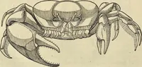Picture 296 of 397 from Historia naturalis Brasiliae, : auspicio et beneficio illustriss. I. Mauritii Com. Nassau ... adornata : in qua non tantum plantæ et animalia, sed et indigenarum morbi, ingenia et mores describuntur et iconibus supra quingentas illustrantur (1648), leaf 331