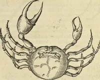 An illustration from Historia naturalis Brasiliae, : auspicio et beneficio illustriss. I. Mauritii Com. Nassau ... adornata : in qua non tantum plantæ et animalia, sed et indigenarum morbi, ingenia et mores describuntur et iconibus supra quingentas illustrantur (1648)