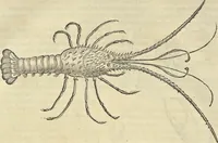 Picture 298 of 397 from Historia naturalis Brasiliae, : auspicio et beneficio illustriss. I. Mauritii Com. Nassau ... adornata : in qua non tantum plantæ et animalia, sed et indigenarum morbi, ingenia et mores describuntur et iconibus supra quingentas illustrantur (1648), leaf 333