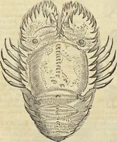 An illustration from Historia naturalis Brasiliae, : auspicio et beneficio illustriss. I. Mauritii Com. Nassau ... adornata : in qua non tantum plantæ et animalia, sed et indigenarum morbi, ingenia et mores describuntur et iconibus supra quingentas illustrantur (1648)