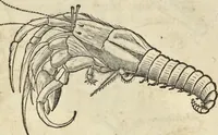 Picture 300 of 397 from Historia naturalis Brasiliae, : auspicio et beneficio illustriss. I. Mauritii Com. Nassau ... adornata : in qua non tantum plantæ et animalia, sed et indigenarum morbi, ingenia et mores describuntur et iconibus supra quingentas illustrantur (1648), leaf 335