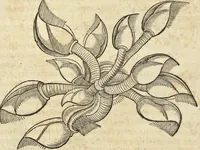 An illustration from Historia naturalis Brasiliae, : auspicio et beneficio illustriss. I. Mauritii Com. Nassau ... adornata : in qua non tantum plantæ et animalia, sed et indigenarum morbi, ingenia et mores describuntur et iconibus supra quingentas illustrantur (1648)