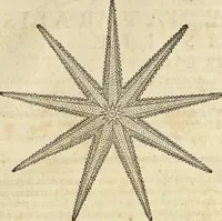 An illustration from Historia naturalis Brasiliae, : auspicio et beneficio illustriss. I. Mauritii Com. Nassau ... adornata : in qua non tantum plantæ et animalia, sed et indigenarum morbi, ingenia et mores describuntur et iconibus supra quingentas illustrantur (1648)