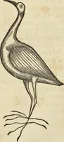 Picture 303 of 397 from Historia naturalis Brasiliae, : auspicio et beneficio illustriss. I. Mauritii Com. Nassau ... adornata : in qua non tantum plantæ et animalia, sed et indigenarum morbi, ingenia et mores describuntur et iconibus supra quingentas illustrantur (1648), leaf 337