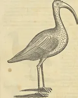 An illustration from Historia naturalis Brasiliae, : auspicio et beneficio illustriss. I. Mauritii Com. Nassau ... adornata : in qua non tantum plantæ et animalia, sed et indigenarum morbi, ingenia et mores describuntur et iconibus supra quingentas illustrantur (1648)