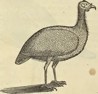 An illustration from Historia naturalis Brasiliae, : auspicio et beneficio illustriss. I. Mauritii Com. Nassau ... adornata : in qua non tantum plantæ et animalia, sed et indigenarum morbi, ingenia et mores describuntur et iconibus supra quingentas illustrantur (1648)