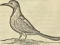 An illustration from Historia naturalis Brasiliae, : auspicio et beneficio illustriss. I. Mauritii Com. Nassau ... adornata : in qua non tantum plantæ et animalia, sed et indigenarum morbi, ingenia et mores describuntur et iconibus supra quingentas illustrantur (1648)