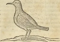An illustration from Historia naturalis Brasiliae, : auspicio et beneficio illustriss. I. Mauritii Com. Nassau ... adornata : in qua non tantum plantæ et animalia, sed et indigenarum morbi, ingenia et mores describuntur et iconibus supra quingentas illustrantur (1648)