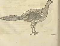 An illustration from Historia naturalis Brasiliae, : auspicio et beneficio illustriss. I. Mauritii Com. Nassau ... adornata : in qua non tantum plantæ et animalia, sed et indigenarum morbi, ingenia et mores describuntur et iconibus supra quingentas illustrantur (1648)