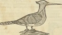 An illustration from Historia naturalis Brasiliae, : auspicio et beneficio illustriss. I. Mauritii Com. Nassau ... adornata : in qua non tantum plantæ et animalia, sed et indigenarum morbi, ingenia et mores describuntur et iconibus supra quingentas illustrantur (1648)