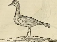 Picture 312 of 397 from Historia naturalis Brasiliae, : auspicio et beneficio illustriss. I. Mauritii Com. Nassau ... adornata : in qua non tantum plantæ et animalia, sed et indigenarum morbi, ingenia et mores describuntur et iconibus supra quingentas illustrantur (1648), leaf 342
