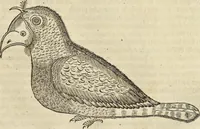 An illustration from Historia naturalis Brasiliae, : auspicio et beneficio illustriss. I. Mauritii Com. Nassau ... adornata : in qua non tantum plantæ et animalia, sed et indigenarum morbi, ingenia et mores describuntur et iconibus supra quingentas illustrantur (1648)