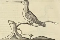 An illustration from Historia naturalis Brasiliae, : auspicio et beneficio illustriss. I. Mauritii Com. Nassau ... adornata : in qua non tantum plantæ et animalia, sed et indigenarum morbi, ingenia et mores describuntur et iconibus supra quingentas illustrantur (1648)
