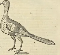 An illustration from Historia naturalis Brasiliae, : auspicio et beneficio illustriss. I. Mauritii Com. Nassau ... adornata : in qua non tantum plantæ et animalia, sed et indigenarum morbi, ingenia et mores describuntur et iconibus supra quingentas illustrantur (1648)