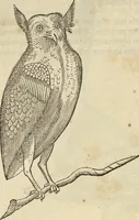 An illustration from Historia naturalis Brasiliae, : auspicio et beneficio illustriss. I. Mauritii Com. Nassau ... adornata : in qua non tantum plantæ et animalia, sed et indigenarum morbi, ingenia et mores describuntur et iconibus supra quingentas illustrantur (1648)