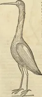 An illustration from Historia naturalis Brasiliae, : auspicio et beneficio illustriss. I. Mauritii Com. Nassau ... adornata : in qua non tantum plantæ et animalia, sed et indigenarum morbi, ingenia et mores describuntur et iconibus supra quingentas illustrantur (1648)