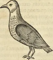 Picture 318 of 397 from Historia naturalis Brasiliae, : auspicio et beneficio illustriss. I. Mauritii Com. Nassau ... adornata : in qua non tantum plantæ et animalia, sed et indigenarum morbi, ingenia et mores describuntur et iconibus supra quingentas illustrantur (1648), leaf 346
