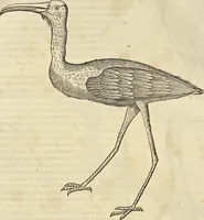 An illustration from Historia naturalis Brasiliae, : auspicio et beneficio illustriss. I. Mauritii Com. Nassau ... adornata : in qua non tantum plantæ et animalia, sed et indigenarum morbi, ingenia et mores describuntur et iconibus supra quingentas illustrantur (1648)