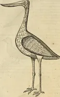 An illustration from Historia naturalis Brasiliae, : auspicio et beneficio illustriss. I. Mauritii Com. Nassau ... adornata : in qua non tantum plantæ et animalia, sed et indigenarum morbi, ingenia et mores describuntur et iconibus supra quingentas illustrantur (1648)