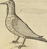 An illustration from Historia naturalis Brasiliae, : auspicio et beneficio illustriss. I. Mauritii Com. Nassau ... adornata : in qua non tantum plantæ et animalia, sed et indigenarum morbi, ingenia et mores describuntur et iconibus supra quingentas illustrantur (1648)