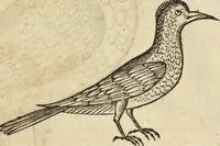 An illustration from Historia naturalis Brasiliae, : auspicio et beneficio illustriss. I. Mauritii Com. Nassau ... adornata : in qua non tantum plantæ et animalia, sed et indigenarum morbi, ingenia et mores describuntur et iconibus supra quingentas illustrantur (1648)