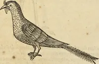 An illustration from Historia naturalis Brasiliae, : auspicio et beneficio illustriss. I. Mauritii Com. Nassau ... adornata : in qua non tantum plantæ et animalia, sed et indigenarum morbi, ingenia et mores describuntur et iconibus supra quingentas illustrantur (1648)
