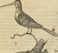 An illustration from Historia naturalis Brasiliae, : auspicio et beneficio illustriss. I. Mauritii Com. Nassau ... adornata : in qua non tantum plantæ et animalia, sed et indigenarum morbi, ingenia et mores describuntur et iconibus supra quingentas illustrantur (1648)
