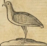 An illustration from Historia naturalis Brasiliae, : auspicio et beneficio illustriss. I. Mauritii Com. Nassau ... adornata : in qua non tantum plantæ et animalia, sed et indigenarum morbi, ingenia et mores describuntur et iconibus supra quingentas illustrantur (1648)