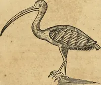 An illustration from Historia naturalis Brasiliae, : auspicio et beneficio illustriss. I. Mauritii Com. Nassau ... adornata : in qua non tantum plantæ et animalia, sed et indigenarum morbi, ingenia et mores describuntur et iconibus supra quingentas illustrantur (1648)
