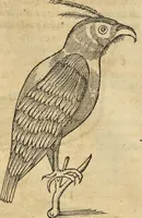 An illustration from Historia naturalis Brasiliae, : auspicio et beneficio illustriss. I. Mauritii Com. Nassau ... adornata : in qua non tantum plantæ et animalia, sed et indigenarum morbi, ingenia et mores describuntur et iconibus supra quingentas illustrantur (1648)