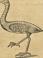An illustration from Historia naturalis Brasiliae, : auspicio et beneficio illustriss. I. Mauritii Com. Nassau ... adornata : in qua non tantum plantæ et animalia, sed et indigenarum morbi, ingenia et mores describuntur et iconibus supra quingentas illustrantur (1648)