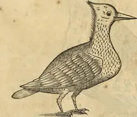 An illustration from Historia naturalis Brasiliae, : auspicio et beneficio illustriss. I. Mauritii Com. Nassau ... adornata : in qua non tantum plantæ et animalia, sed et indigenarum morbi, ingenia et mores describuntur et iconibus supra quingentas illustrantur (1648)