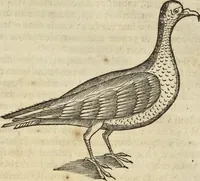 An illustration from Historia naturalis Brasiliae, : auspicio et beneficio illustriss. I. Mauritii Com. Nassau ... adornata : in qua non tantum plantæ et animalia, sed et indigenarum morbi, ingenia et mores describuntur et iconibus supra quingentas illustrantur (1648)