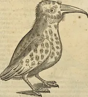 An illustration from Historia naturalis Brasiliae, : auspicio et beneficio illustriss. I. Mauritii Com. Nassau ... adornata : in qua non tantum plantæ et animalia, sed et indigenarum morbi, ingenia et mores describuntur et iconibus supra quingentas illustrantur (1648)