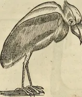 An illustration from Historia naturalis Brasiliae, : auspicio et beneficio illustriss. I. Mauritii Com. Nassau ... adornata : in qua non tantum plantæ et animalia, sed et indigenarum morbi, ingenia et mores describuntur et iconibus supra quingentas illustrantur (1648)
