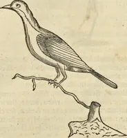 An illustration from Historia naturalis Brasiliae, : auspicio et beneficio illustriss. I. Mauritii Com. Nassau ... adornata : in qua non tantum plantæ et animalia, sed et indigenarum morbi, ingenia et mores describuntur et iconibus supra quingentas illustrantur (1648)