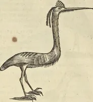 An illustration from Historia naturalis Brasiliae, : auspicio et beneficio illustriss. I. Mauritii Com. Nassau ... adornata : in qua non tantum plantæ et animalia, sed et indigenarum morbi, ingenia et mores describuntur et iconibus supra quingentas illustrantur (1648)