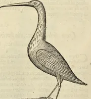 An illustration from Historia naturalis Brasiliae, : auspicio et beneficio illustriss. I. Mauritii Com. Nassau ... adornata : in qua non tantum plantæ et animalia, sed et indigenarum morbi, ingenia et mores describuntur et iconibus supra quingentas illustrantur (1648)