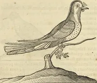 An illustration from Historia naturalis Brasiliae, : auspicio et beneficio illustriss. I. Mauritii Com. Nassau ... adornata : in qua non tantum plantæ et animalia, sed et indigenarum morbi, ingenia et mores describuntur et iconibus supra quingentas illustrantur (1648)