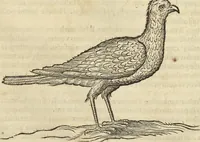 An illustration from Historia naturalis Brasiliae, : auspicio et beneficio illustriss. I. Mauritii Com. Nassau ... adornata : in qua non tantum plantæ et animalia, sed et indigenarum morbi, ingenia et mores describuntur et iconibus supra quingentas illustrantur (1648)