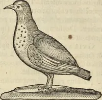 An illustration from Historia naturalis Brasiliae, : auspicio et beneficio illustriss. I. Mauritii Com. Nassau ... adornata : in qua non tantum plantæ et animalia, sed et indigenarum morbi, ingenia et mores describuntur et iconibus supra quingentas illustrantur (1648)