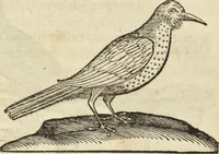 An illustration from Historia naturalis Brasiliae, : auspicio et beneficio illustriss. I. Mauritii Com. Nassau ... adornata : in qua non tantum plantæ et animalia, sed et indigenarum morbi, ingenia et mores describuntur et iconibus supra quingentas illustrantur (1648)