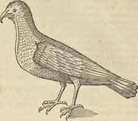 An illustration from Historia naturalis Brasiliae, : auspicio et beneficio illustriss. I. Mauritii Com. Nassau ... adornata : in qua non tantum plantæ et animalia, sed et indigenarum morbi, ingenia et mores describuntur et iconibus supra quingentas illustrantur (1648)