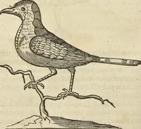 An illustration from Historia naturalis Brasiliae, : auspicio et beneficio illustriss. I. Mauritii Com. Nassau ... adornata : in qua non tantum plantæ et animalia, sed et indigenarum morbi, ingenia et mores describuntur et iconibus supra quingentas illustrantur (1648)