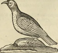 An illustration from Historia naturalis Brasiliae, : auspicio et beneficio illustriss. I. Mauritii Com. Nassau ... adornata : in qua non tantum plantæ et animalia, sed et indigenarum morbi, ingenia et mores describuntur et iconibus supra quingentas illustrantur (1648)