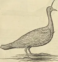 An illustration from Historia naturalis Brasiliae, : auspicio et beneficio illustriss. I. Mauritii Com. Nassau ... adornata : in qua non tantum plantæ et animalia, sed et indigenarum morbi, ingenia et mores describuntur et iconibus supra quingentas illustrantur (1648)
