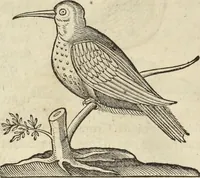 An illustration from Historia naturalis Brasiliae, : auspicio et beneficio illustriss. I. Mauritii Com. Nassau ... adornata : in qua non tantum plantæ et animalia, sed et indigenarum morbi, ingenia et mores describuntur et iconibus supra quingentas illustrantur (1648)