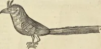 An illustration from Historia naturalis Brasiliae, : auspicio et beneficio illustriss. I. Mauritii Com. Nassau ... adornata : in qua non tantum plantæ et animalia, sed et indigenarum morbi, ingenia et mores describuntur et iconibus supra quingentas illustrantur (1648)